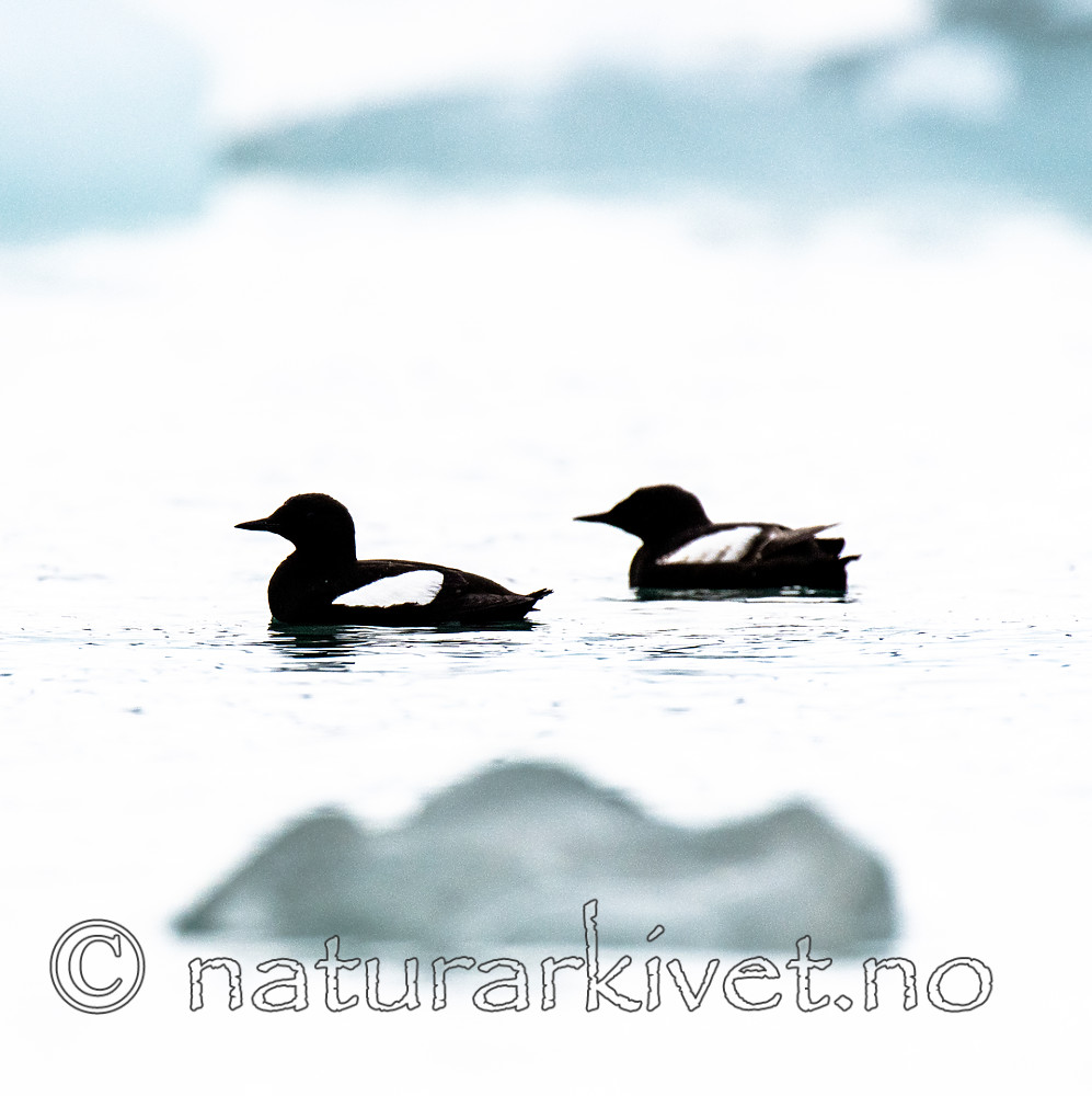 BB_20160717_0198 / Cepphus grylle / Teist