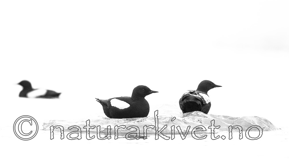 BB_20160717_0204-2 / Cepphus grylle / Teist