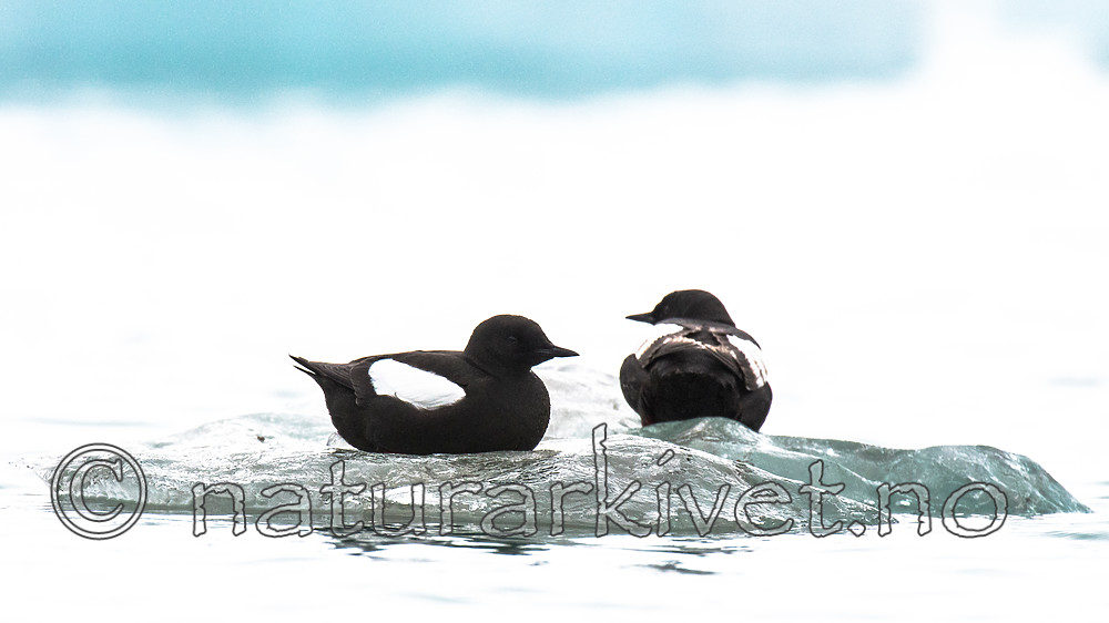 BB_20160717_0207 / Cepphus grylle / Teist