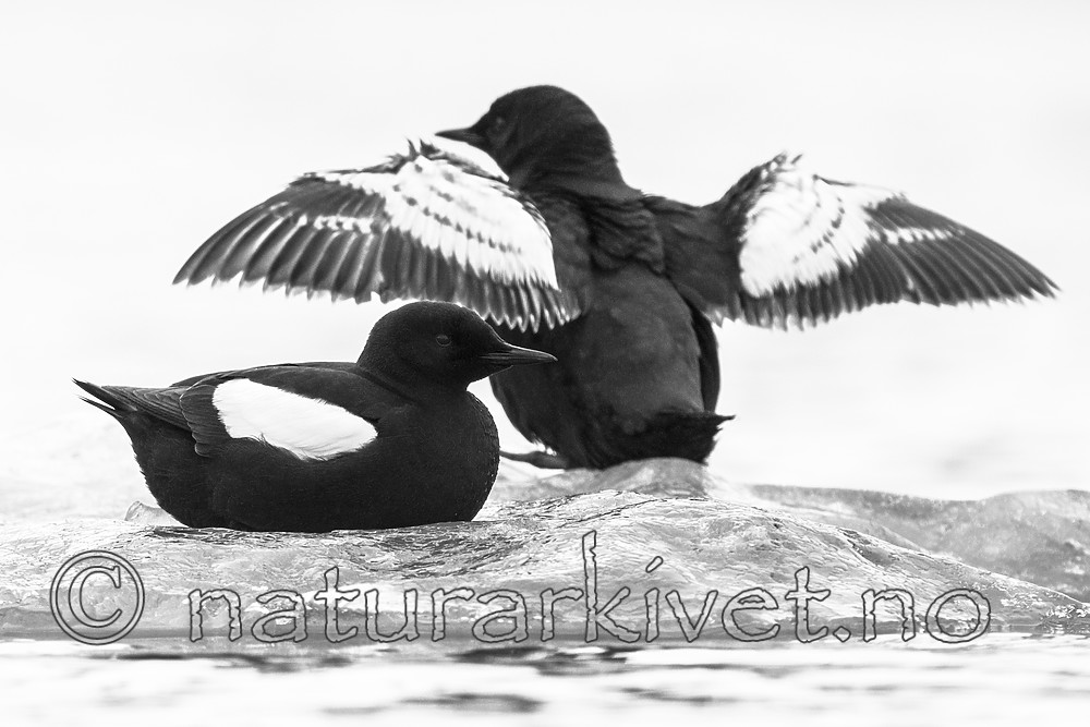 BB_20160717_0211__-3 / Cepphus grylle / Teist