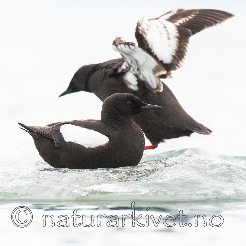 BB_20160717_0213__ / Cepphus grylle / Teist