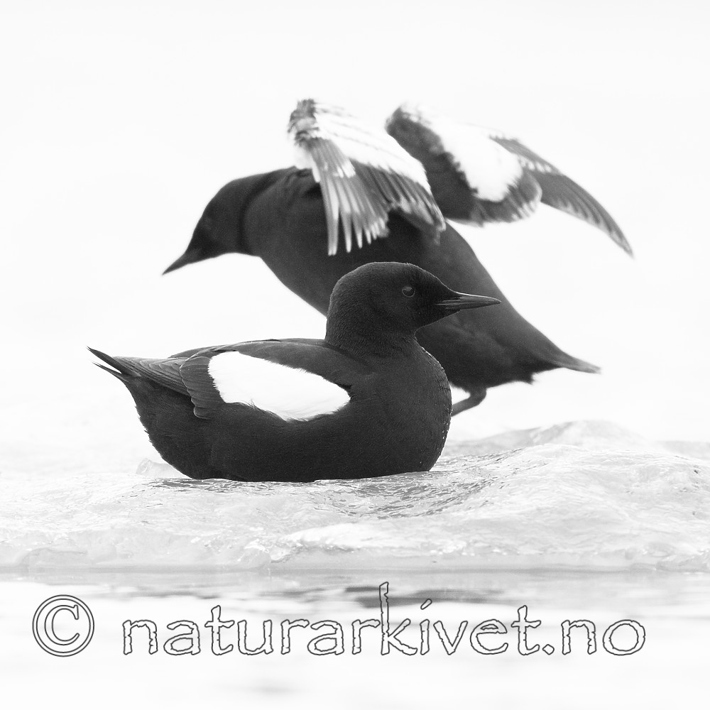 BB_20160717_0214_-3 / Cepphus grylle / Teist