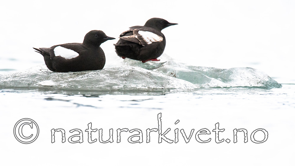 BB_20160717_0224 / Cepphus grylle / Teist