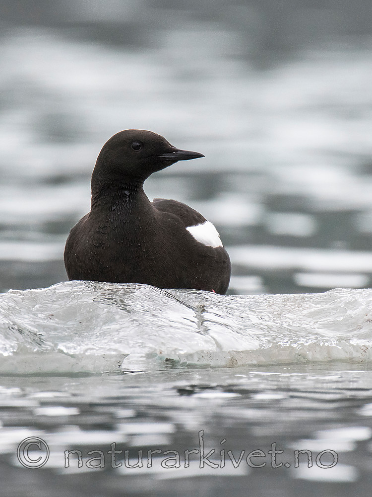 BB_20160717_0228-2 / Cepphus grylle / Teist