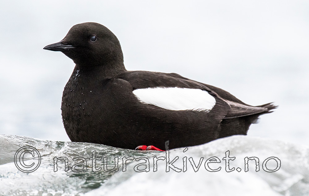 BB_20160717_0230 / Cepphus grylle / Teist