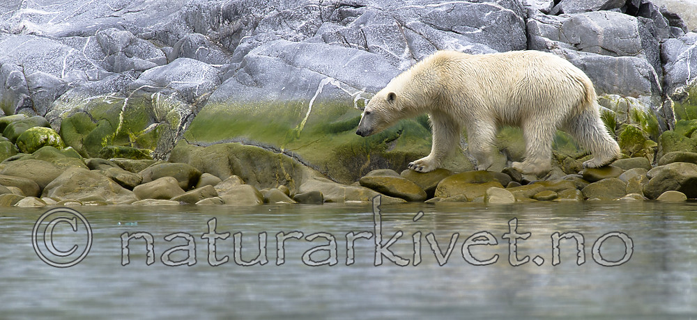 BB_20160717_0331 / Ursus maritimus / Isbjørn