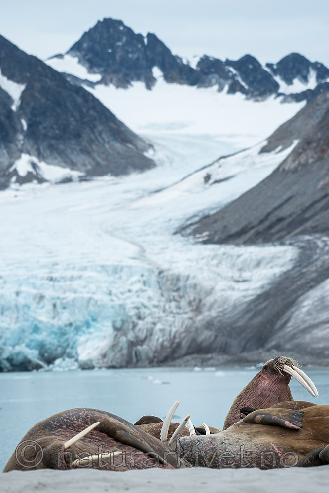 BB_20160717_0439 / Odobenus rosmarus / Hvalross