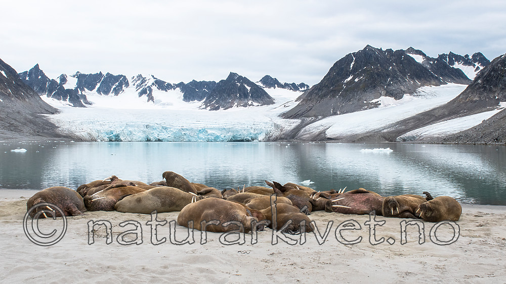 BB_20160717_0470 / Odobenus rosmarus / Hvalross
