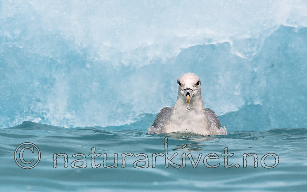 BB_20160718_0103 / Fulmarus glacialis / Havhest