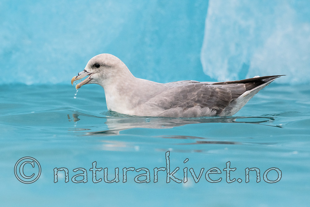 BB_20160718_0109 / Fulmarus glacialis / Havhest