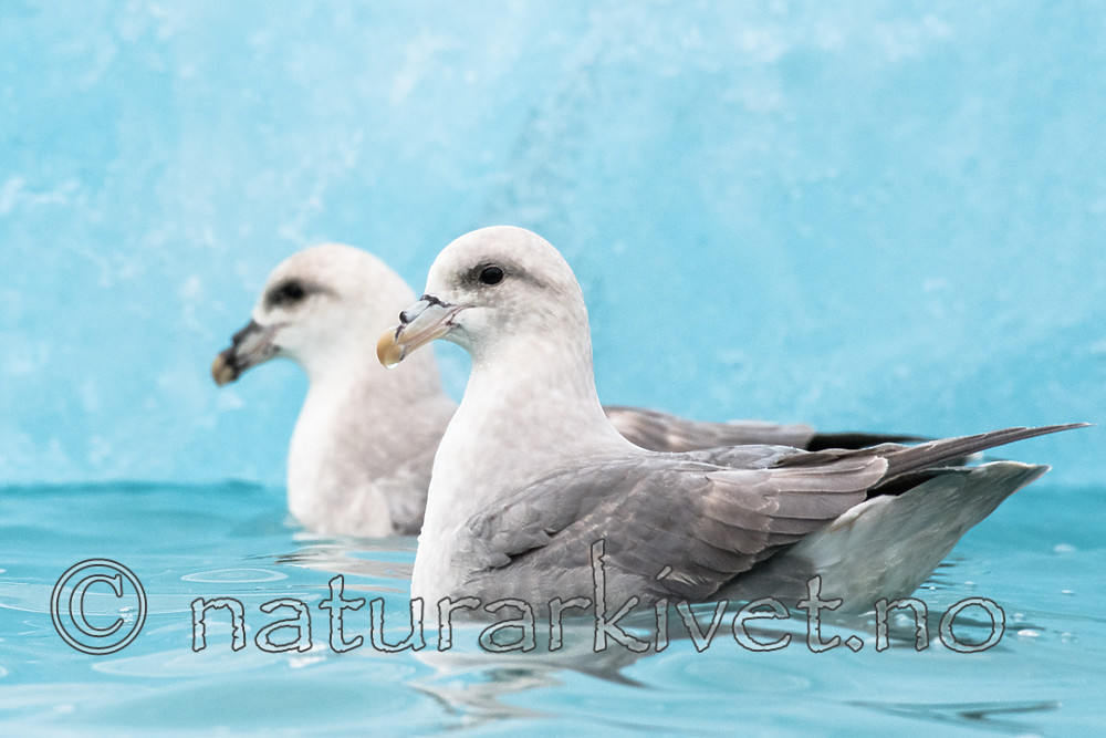 BB_20160718_0114 / Fulmarus glacialis / Havhest
