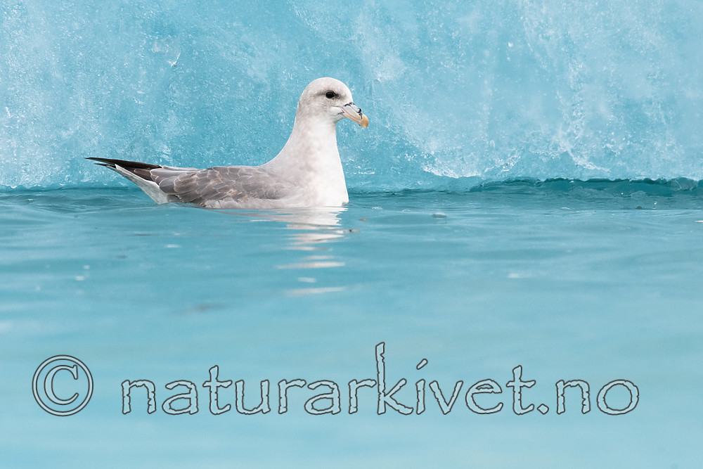 BB_20160718_0120 / Fulmarus glacialis / Havhest