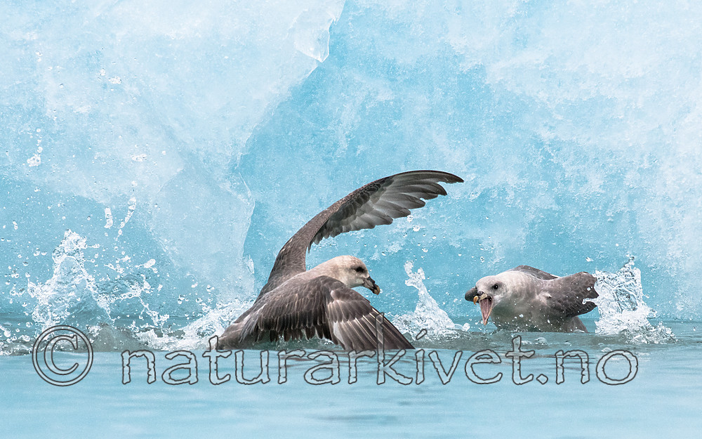 BB_20160718_0129 / Fulmarus glacialis / Havhest