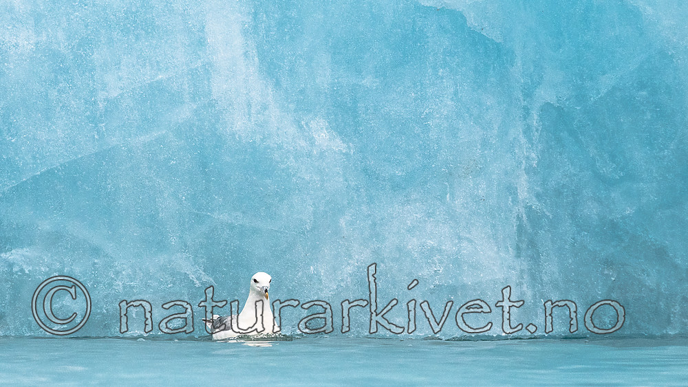 BB_20160718_0138 / Fulmarus glacialis / Havhest