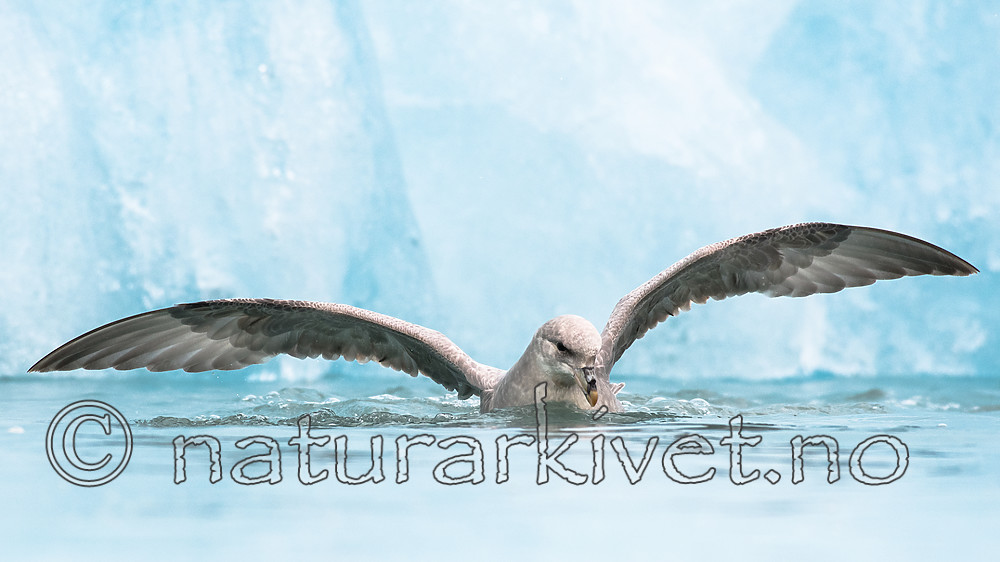 BB_20160718_0176 / Fulmarus glacialis / Havhest