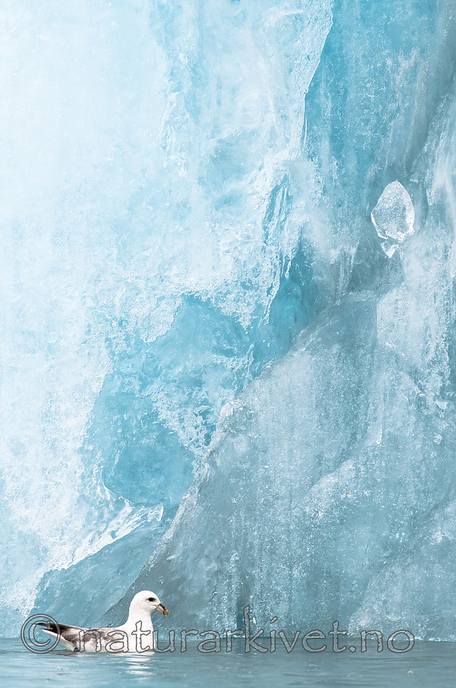 BB_20160718_0189 / Fulmarus glacialis / Havhest