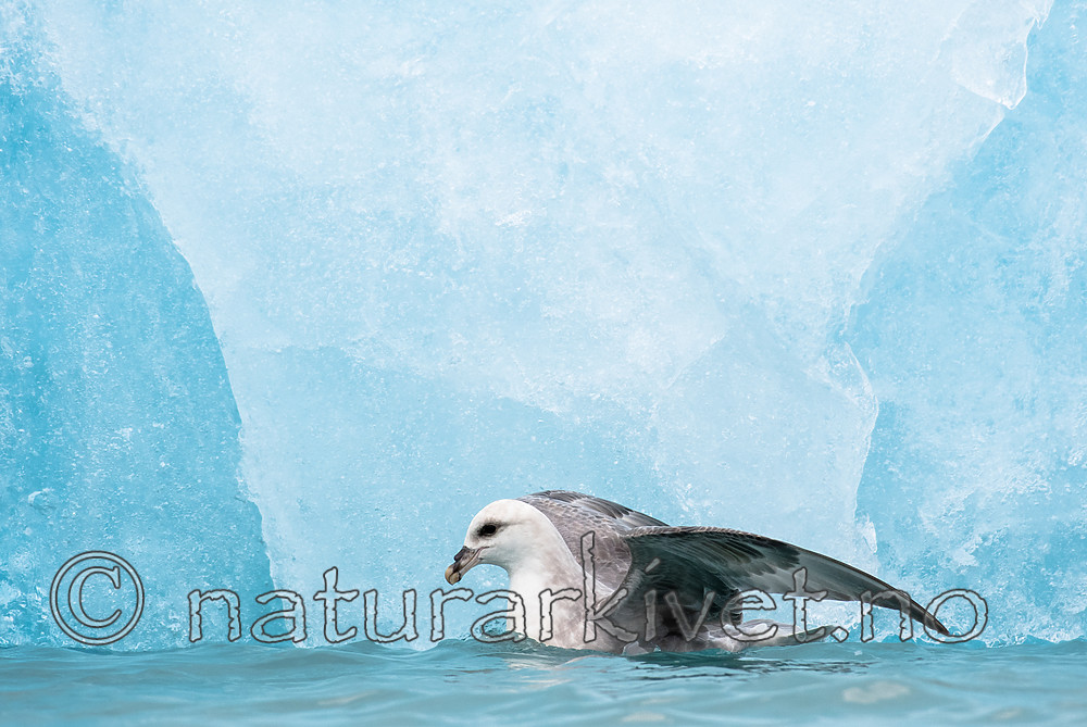 BB_20160718_0194 / Fulmarus glacialis / Havhest