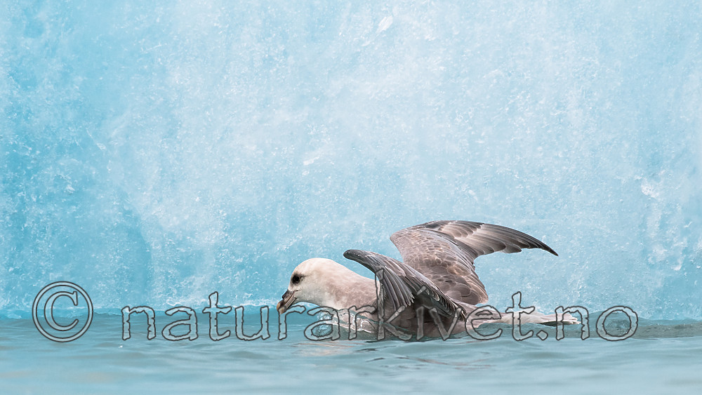 BB_20160718_0199 / Fulmarus glacialis / Havhest