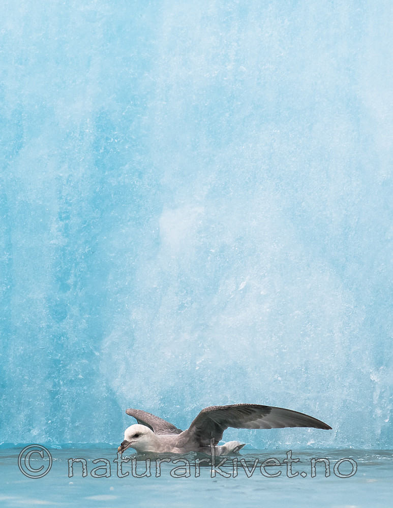 BB_20160718_0214 / Fulmarus glacialis / Havhest