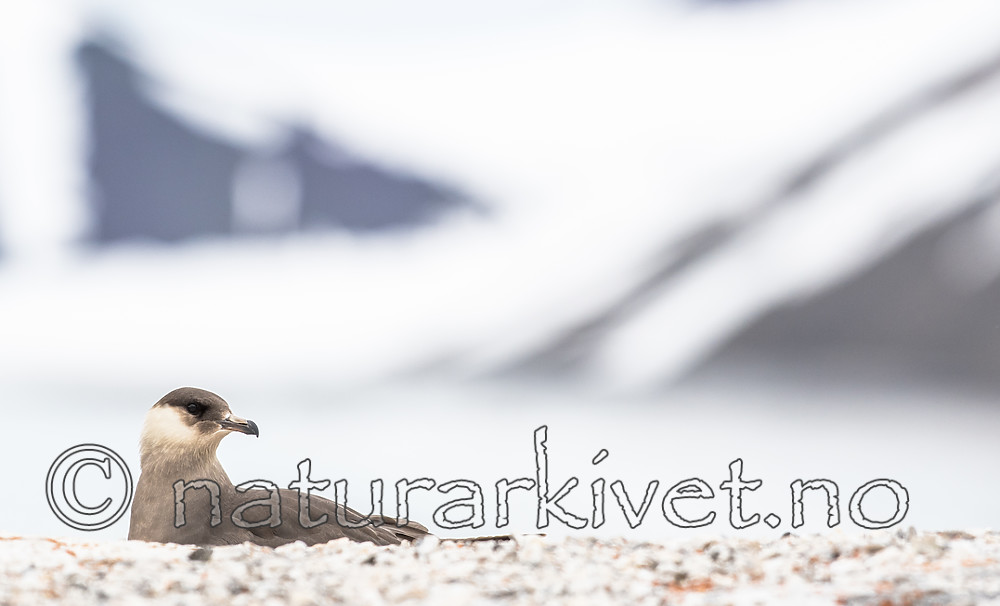 BB_20160718_0319 / Stercorarius parasiticus / Tyvjo