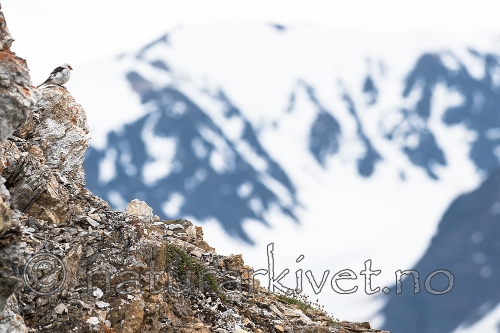 BB_20160718_0358 / Plectrophenax nivalis / Snøspurv