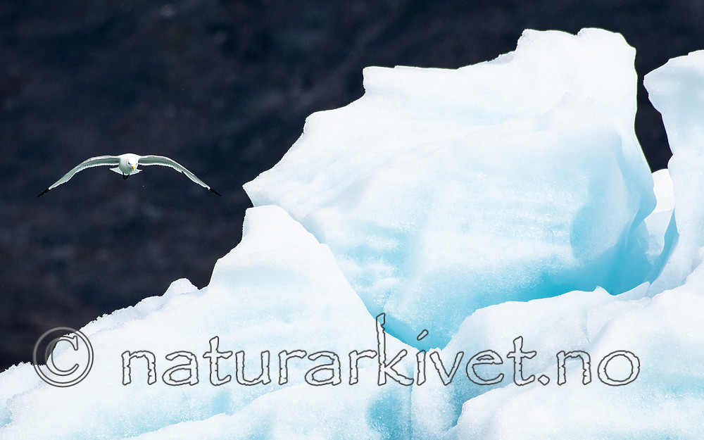 BB_20160718_0433 / Rissa tridactyla / Krykkje