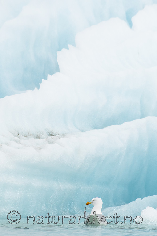 BB_20160718_0460 / Larus hyperboreus / Polarmåke