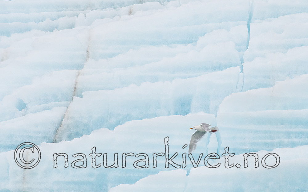 BB_20160718_0478 / Larus hyperboreus / Polarmåke