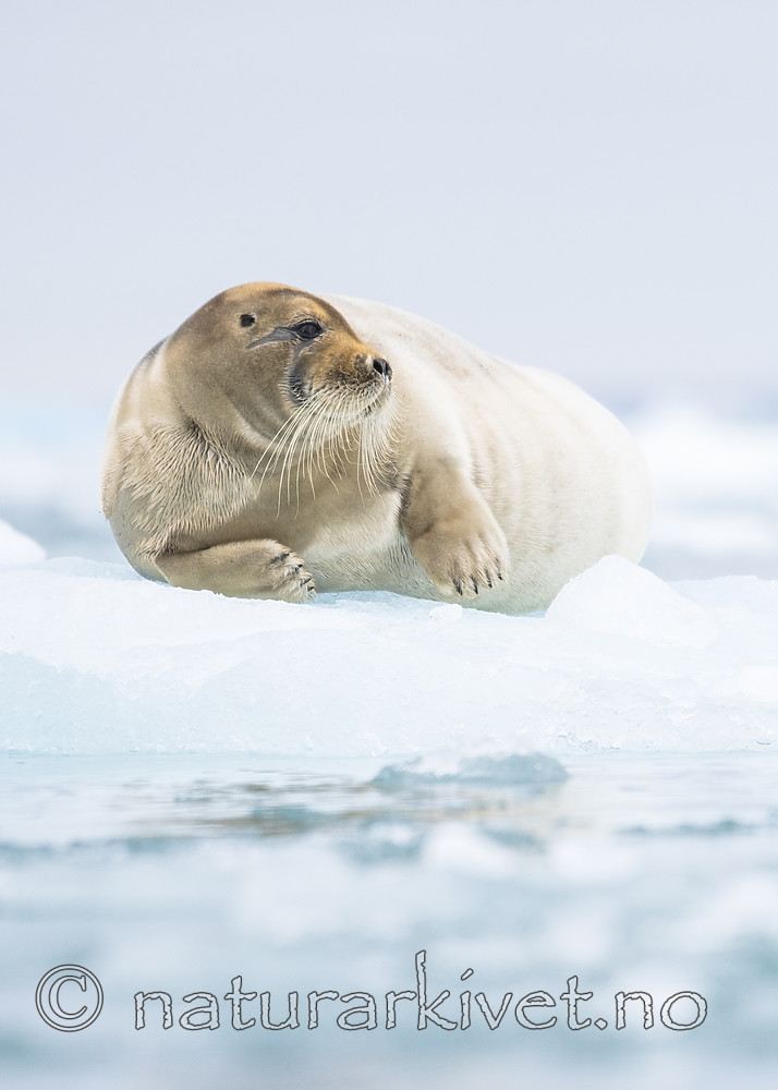 BB_20160718_0603 / Erignathus barbatus / Storkobbe