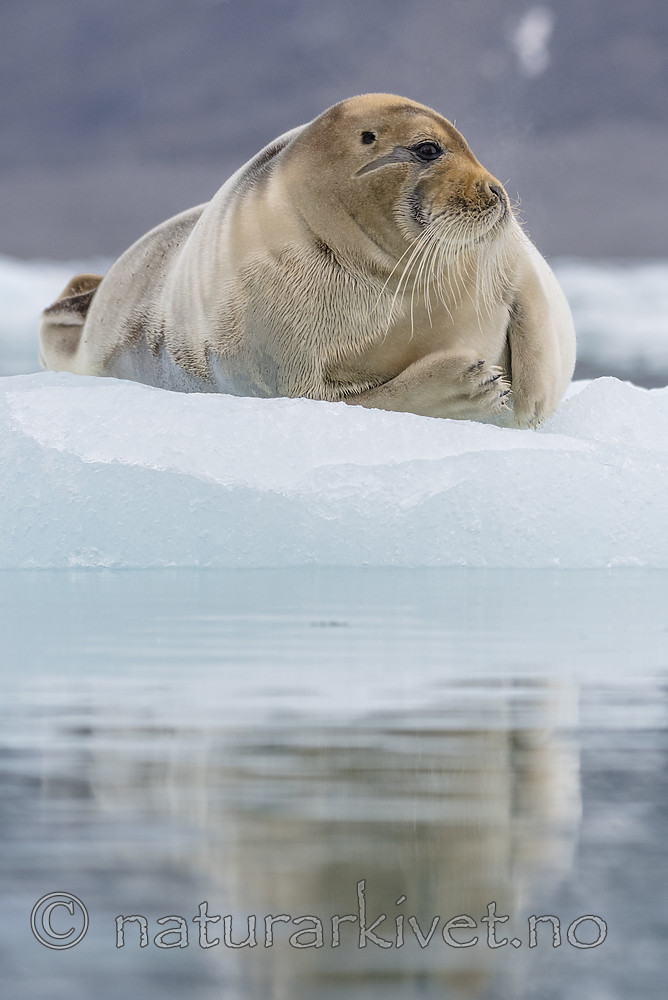 BB_20160718_0635 / Erignathus barbatus / Storkobbe