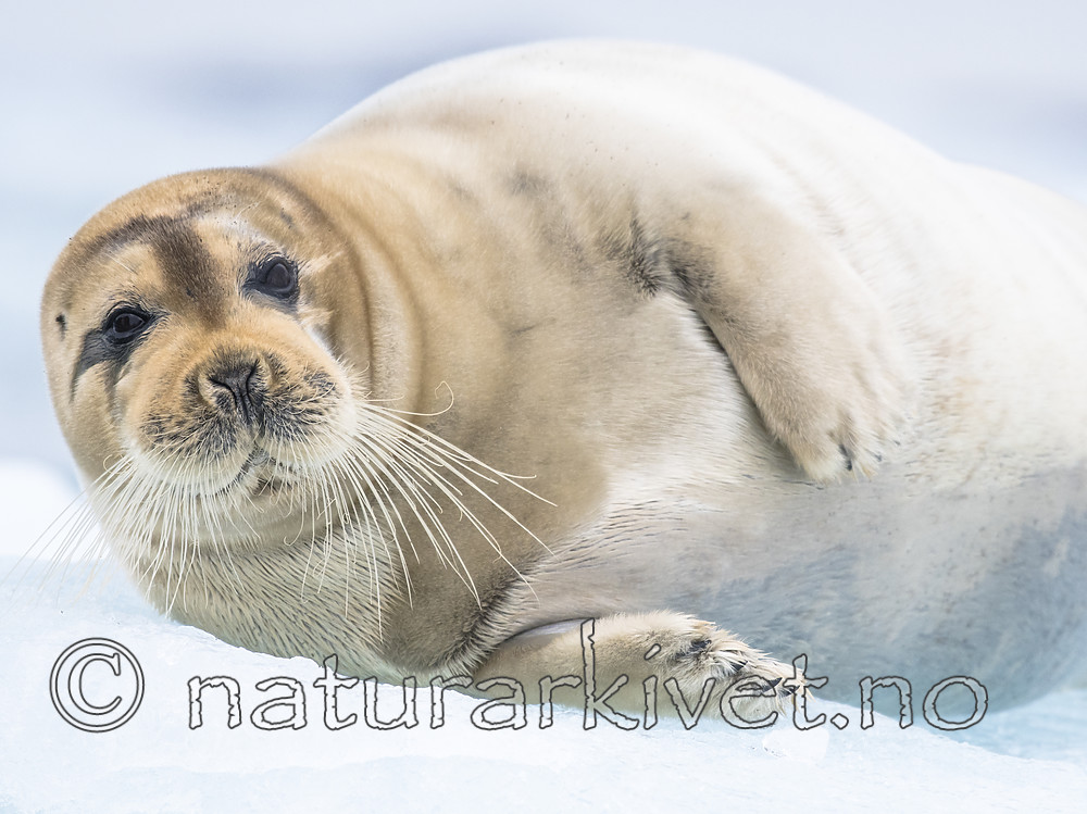 BB_20160718_0649 / Erignathus barbatus / Storkobbe