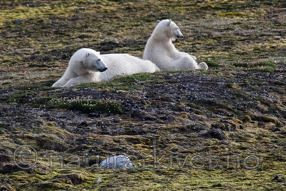 BB_20160718_0858 / Ursus maritimus / Isbjørn