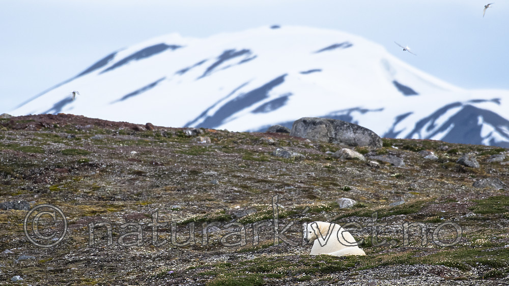 BB_20160719_0028 / Ursus maritimus / Isbjørn