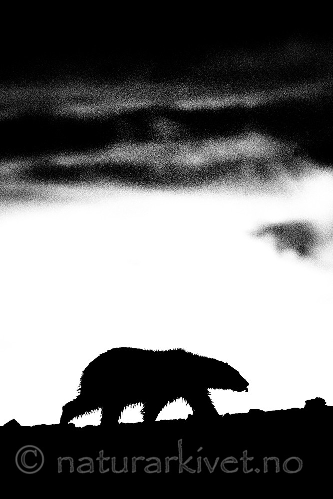 BB_20160719_0135 / Ursus maritimus / Isbjørn