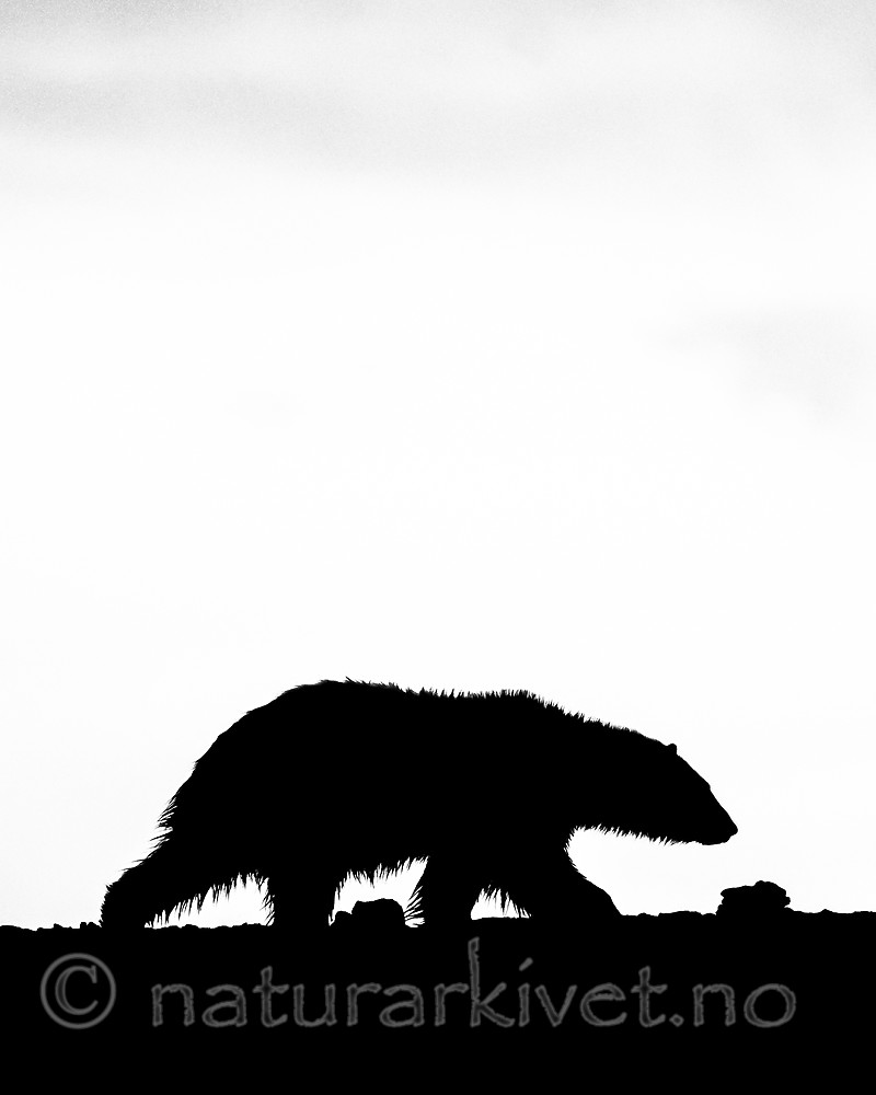 BB_20160719_0139-2 / Ursus maritimus / Isbjørn