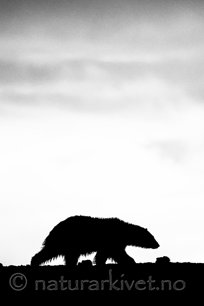 BB_20160719_0139-3 / Ursus maritimus / Isbjørn