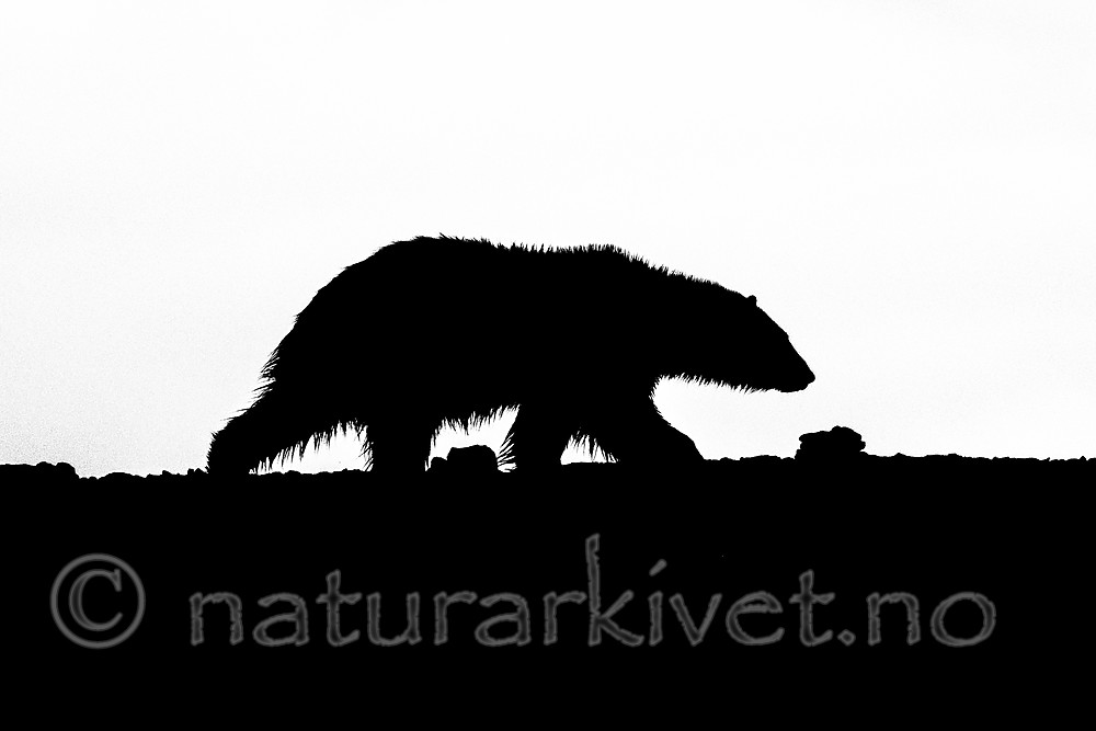 BB_20160719_0139 / Ursus maritimus / Isbjørn