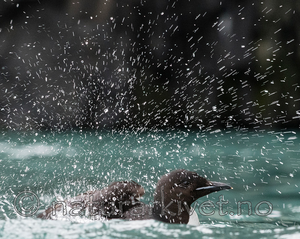 BB_20160720_0200 / Uria lomvia / Polarlomvi