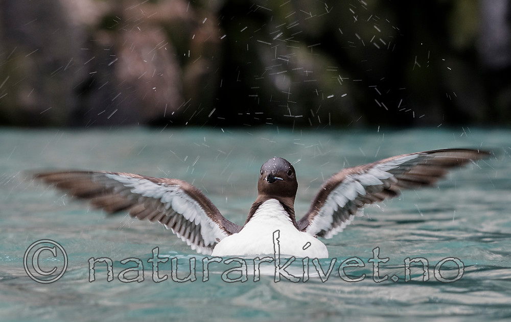 BB_20160720_0211 / Uria lomvia / Polarlomvi