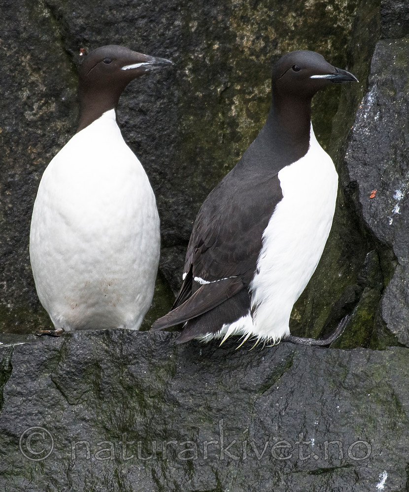 BB_20160720_0308 / Uria lomvia / Polarlomvi