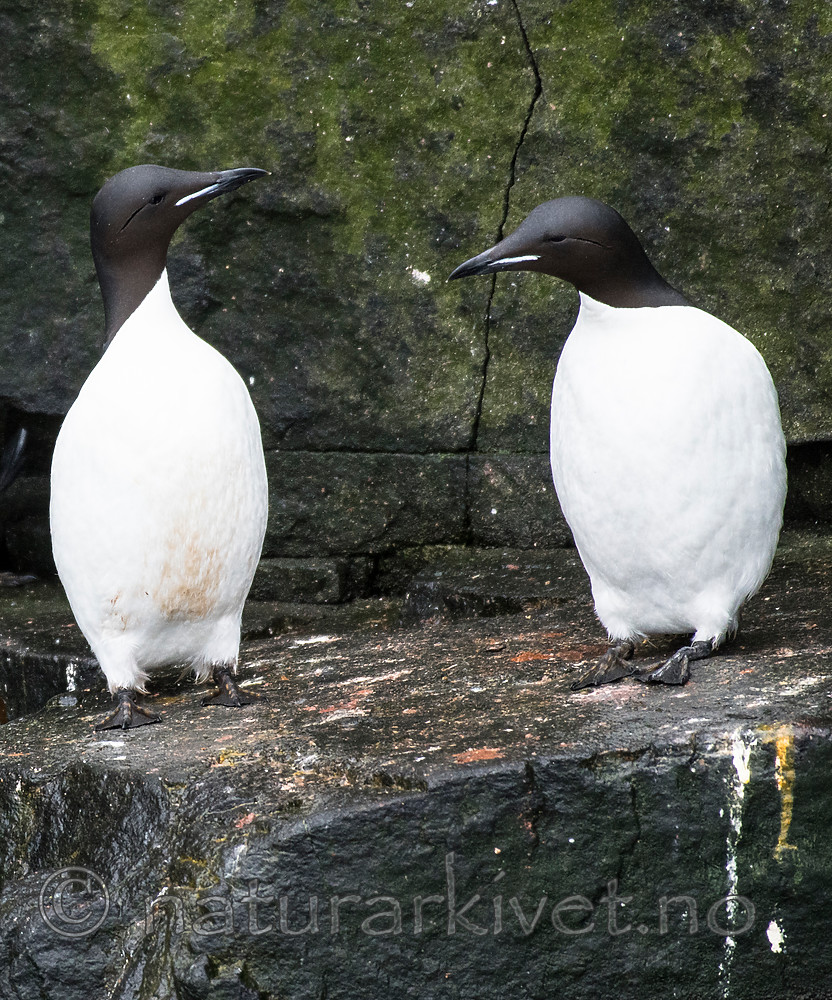 BB_20160720_0426 / Uria lomvia / Polarlomvi