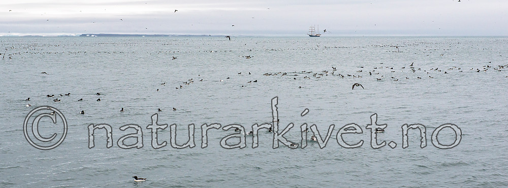 BB_20160720_0498 / Uria lomvia / Polarlomvi