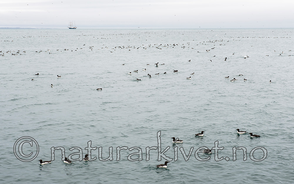 BB_20160720_0501 / Uria lomvia / Polarlomvi