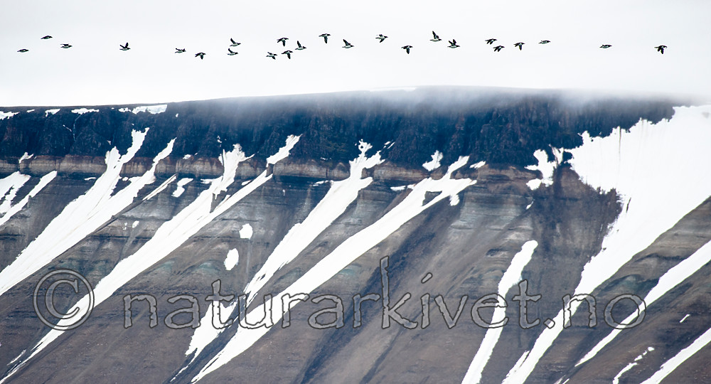 BB_20160720_0520 / Uria lomvia / Polarlomvi