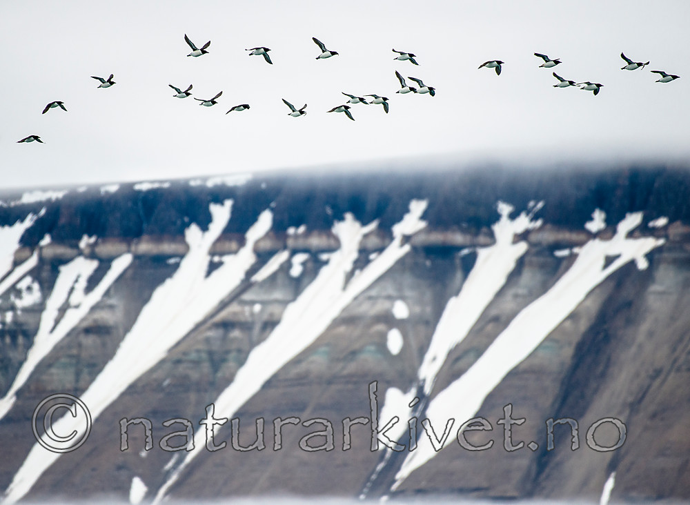 BB_20160720_0536 / Uria lomvia / Polarlomvi