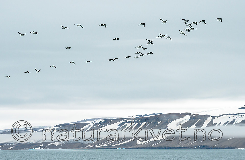 BB_20160720_0559 / Uria lomvia / Polarlomvi