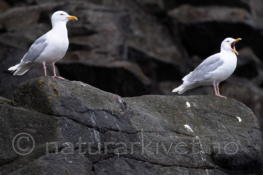 BB_20160721_0013 / Larus hyperboreus / Polarmåke