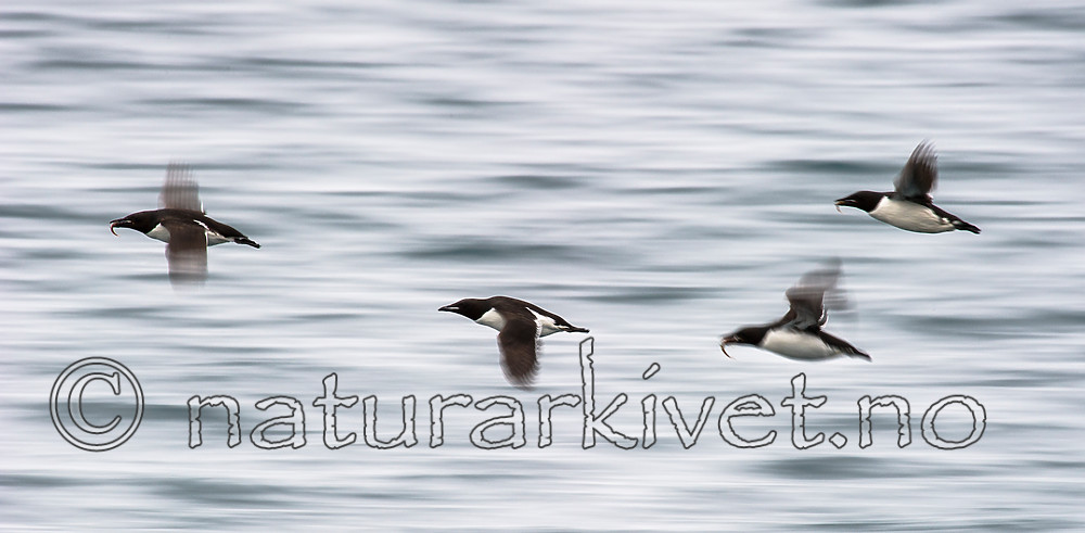 BB_20160721_0241 / Uria lomvia / Polarlomvi