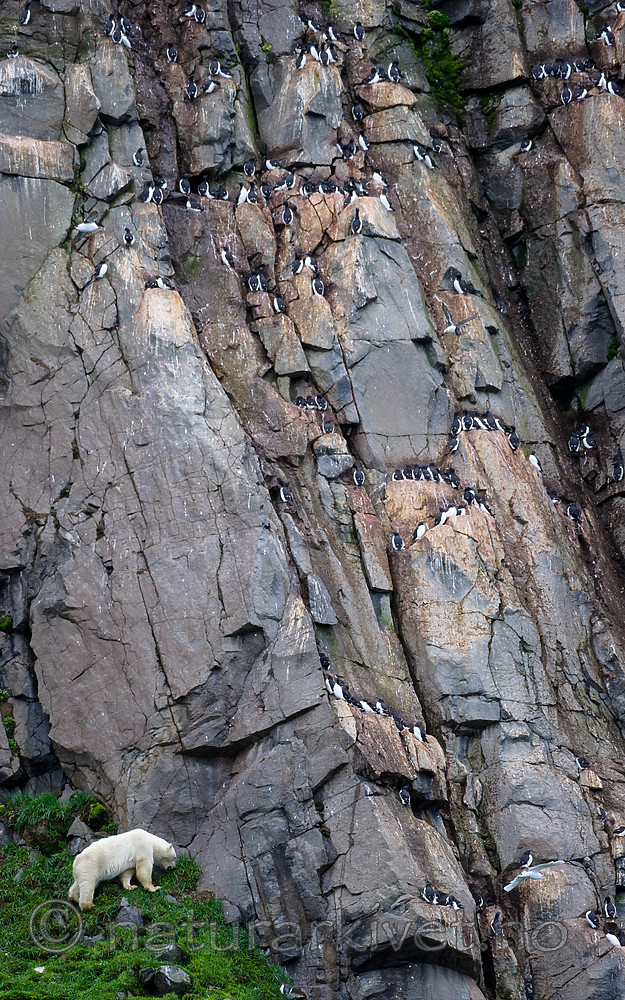 BB_20160721_0471 / Uria lomvia / Polarlomvi <br /> Ursus maritimus / Isbjørn