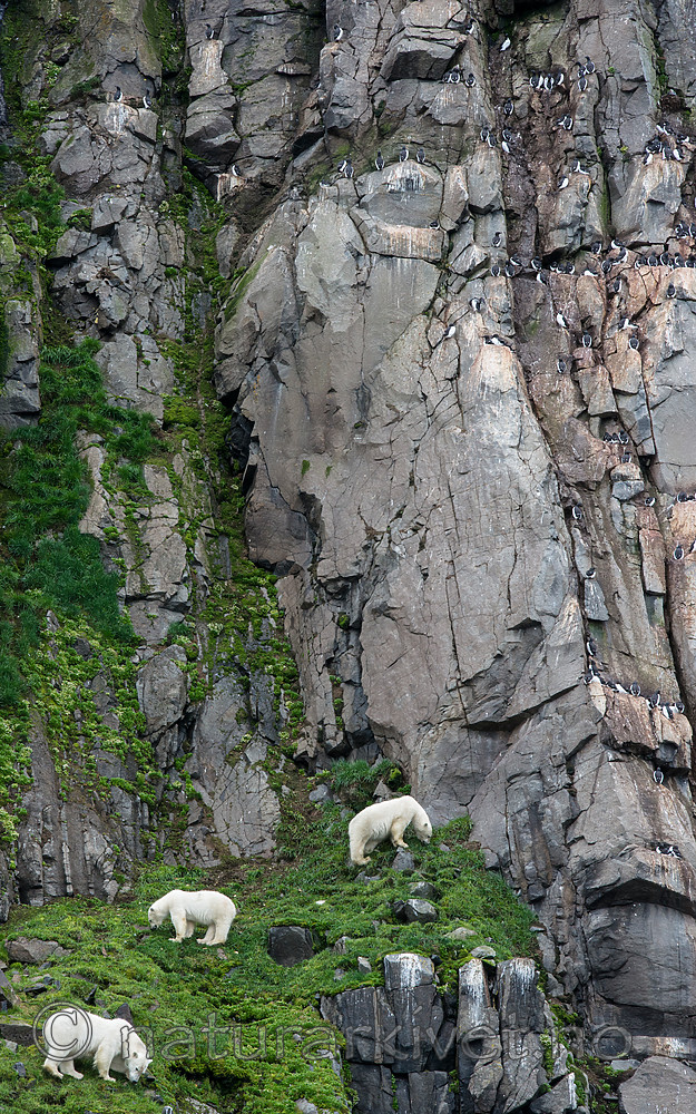 BB_20160721_0510 / Uria lomvia / Polarlomvi <br /> Ursus maritimus / Isbjørn